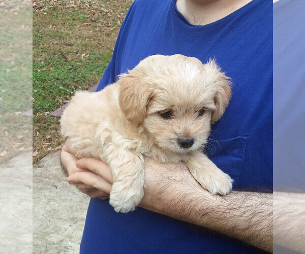 Medium Photo #1 Maltese-Morkie Mix Puppy For Sale in CRABTREE VALLEY, NC, USA