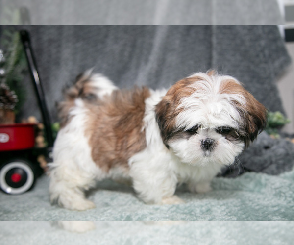 Medium Photo #8 Shih Tzu Puppy For Sale in CLARE, MI, USA