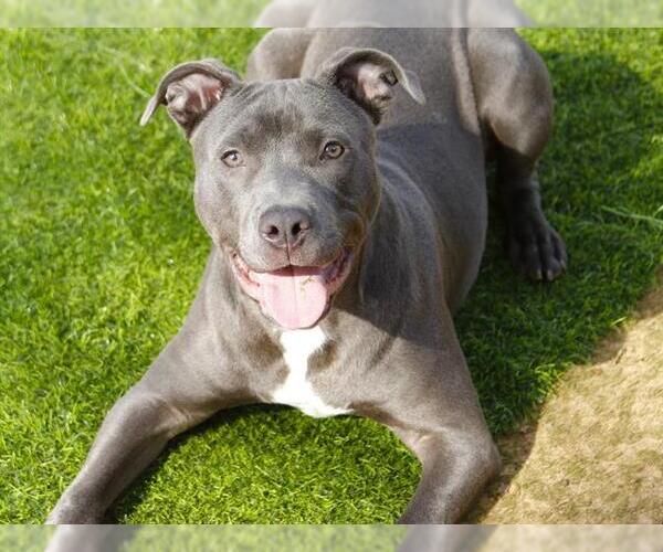 Medium Photo #2 American Staffordshire Terrier-Unknown Mix Puppy For Sale in Tallahassee, FL, USA