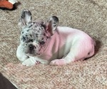Puppy Luna French Bulldog