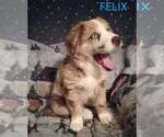 Small Photo #7 Australian Shepherd Puppy For Sale in BRIDGEWATER, VA, USA