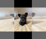 Small #5 French Bulldog