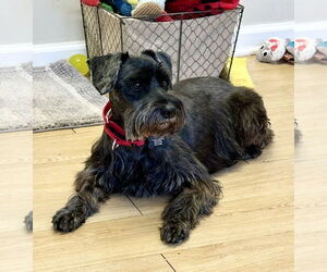 Mutt Dogs for adoption in Rockaway, NJ, USA