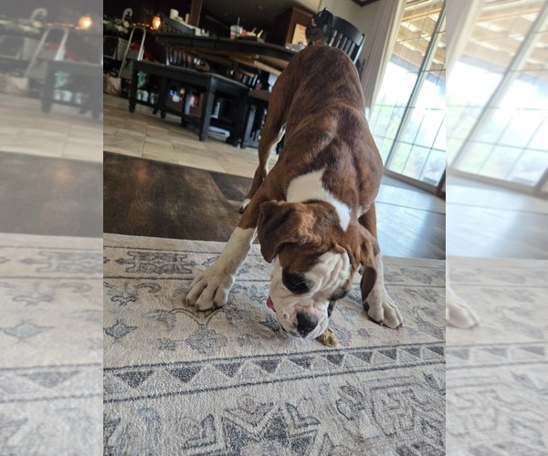 Medium Photo #7 Boxer Puppy For Sale in LAUREL, DE, USA