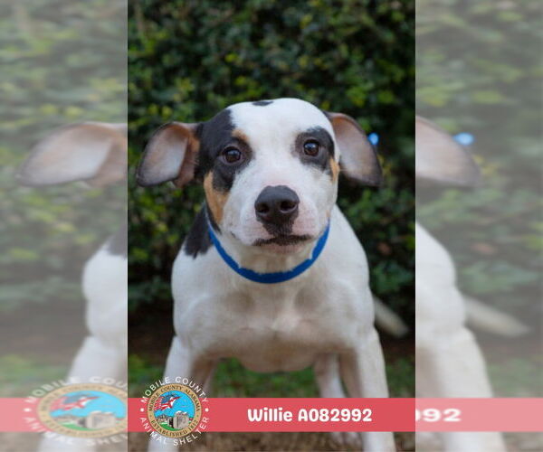 Medium Photo #2 American Bulldog-Unknown Mix Puppy For Sale in Mobile, AL, USA