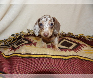 Dachshund Puppy for sale in FORT MORGAN, CO, USA