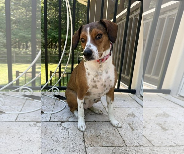 Medium Photo #2 Beagle-Unknown Mix Puppy For Sale in Arlington, VA, USA