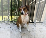 Small #1 Beagle Mix