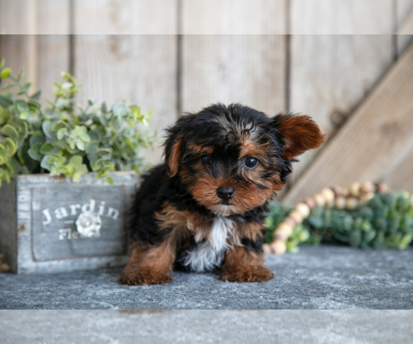 Medium Photo #8 Yorkshire Terrier Puppy For Sale in GREENWICH, OH, USA