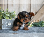 Puppy Flynn Yorkshire Terrier