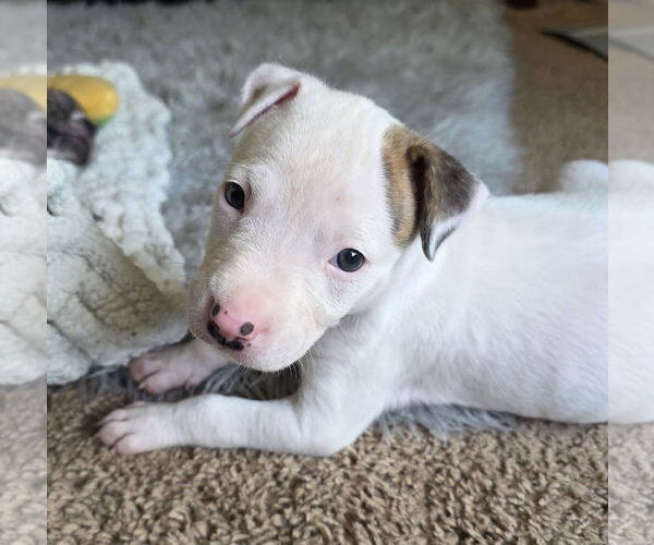 Medium Photo #6 Mutt Puppy For Sale in Holly Springs, NC, USA