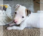 Small #5 Mutt