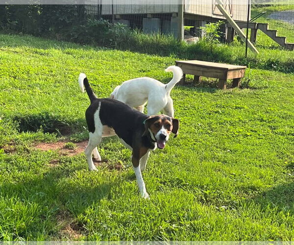 Medium Photo #4 Treeing Walker Coonhound Puppy For Sale in Monterey, VA, USA
