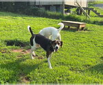 Small #3 Treeing Walker Coonhound
