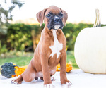 Small Photo #57 Boxer Puppy For Sale in WAKARUSA, IN, USA