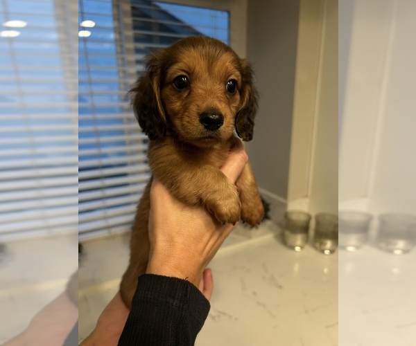 Medium Photo #8 Dachshund Puppy For Sale in SAN DIEGO, CA, USA