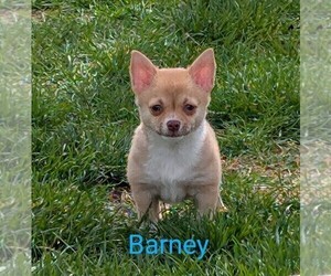 Chihuahua Puppy for sale in LEBANON, PA, USA