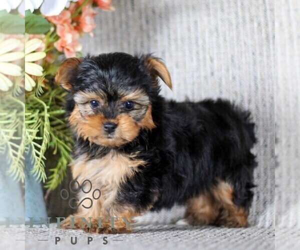 Medium Photo #4 Yorkshire Terrier Puppy For Sale in LITITZ, PA, USA