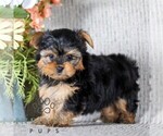 Small #3 Yorkshire Terrier