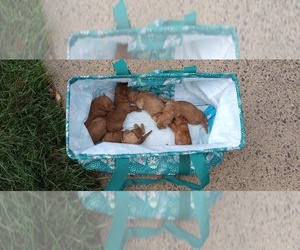 Poodle (Miniature) Litter for sale in SOUTHAMPTON, PA, USA