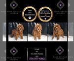 Small #2 Poodle (Toy)