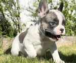 Puppy Pip French Bulldog
