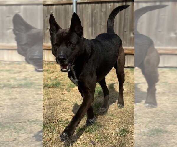 Medium Photo #1 Mutt Puppy For Sale in Great Bend, KS, USA