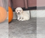 Small #2 Coton de Tulear-Poodle (Toy) Mix