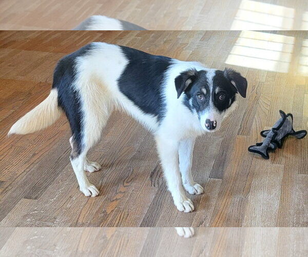 Medium Photo #9 Border Collie Puppy For Sale in Highland, IL, USA