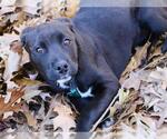 Small American Staffordshire Terrier-Labrador Retriever Mix