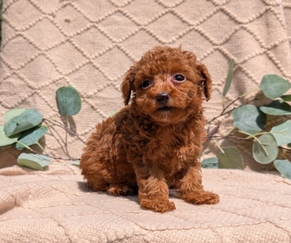 Medium Photo #3 Cockapoo Puppy For Sale in GOSHEN, IN, USA