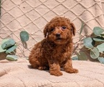 Small #2 Cockapoo