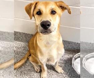 Labrador Retriever-Unknown Mix Dogs for adoption in Houston, TX, USA