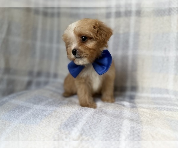 Medium Photo #5 Cavapoo (Miniature) Puppy For Sale in LAKELAND, FL, USA