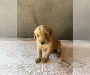 Golden Retriever Puppy for sale in GARDEN VALLEY, CA, USA