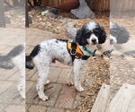 Small #1 Poodle (Miniature)