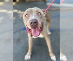 Small #7 American Staffordshire Terrier Mix