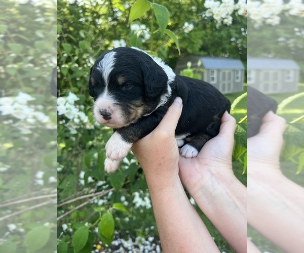 Medium Photo #18 Bernedoodle Puppy For Sale in MARTINSVILLE, IN, USA
