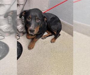 American Pit Bull Terrier-Unknown Mix Dogs for adoption in Las Vegas, NV, USA