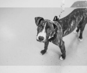 Porter Wagoner - Male Mutt Dog for Adoption - Photo #6