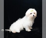 Small #6 Maltese