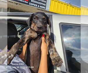 Labrador Retriever-Unknown Mix Dogs for adoption in San Antonio, TX, USA