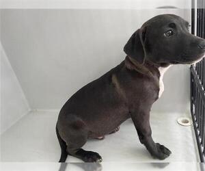 Labrador Retriever Dogs for adoption in Houston, TX, USA