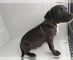 Small Labrador Retriever