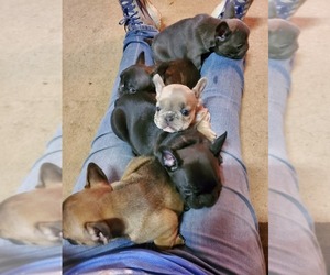 French Bulldog Puppy for sale in CHATTANOOGA, TN, USA