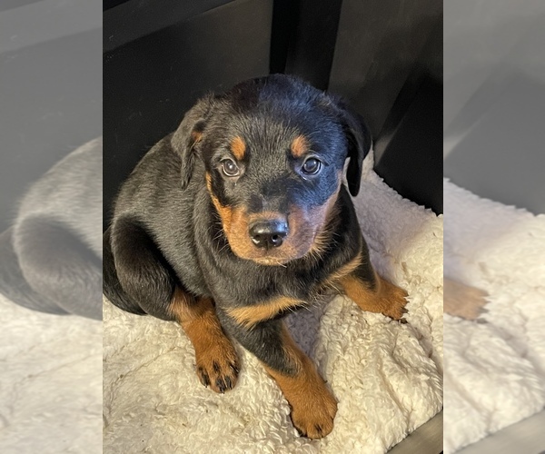 Medium Photo #1 Rottweiler Puppy For Sale in HADDAM, CT, USA