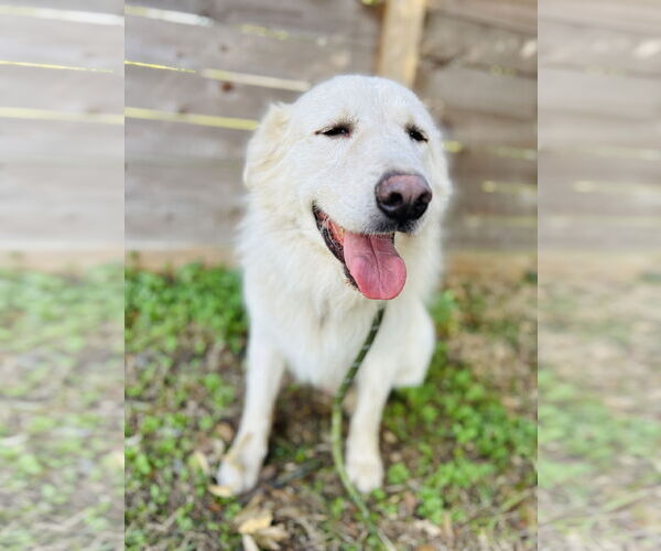Medium Photo #9 Great Pyrenees Puppy For Sale in Spring, TX, USA