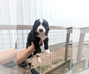 Bernedoodle Puppy for sale in LULING, TX, USA