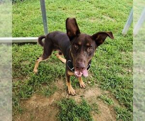 Doberman Pinscher-German Shepherd Dog Mix Dogs for adoption in Evansville, IN, USA