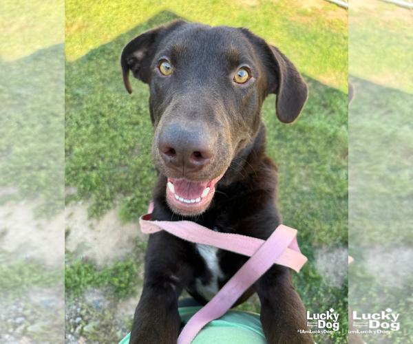 Medium Photo #2 Labrador Retriever-Retriever  Mix Puppy For Sale in Washington, DC, USA